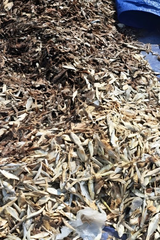 Bahan Baku Tepung Ikan